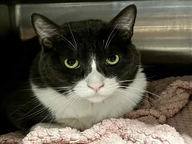 Mochi - American Curl