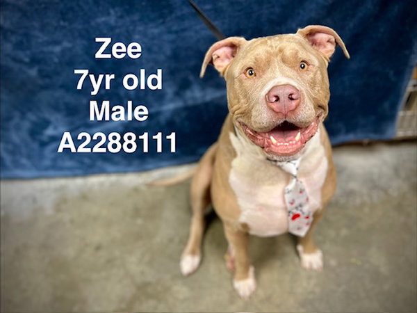 Z