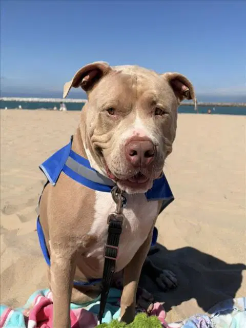Unknown - Pit Bull Terrier