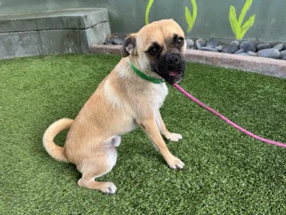 Rocky - Pug