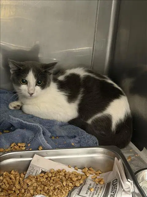 Silver - Domestic Short Hair