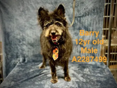Barry - Miniature Schnauzer