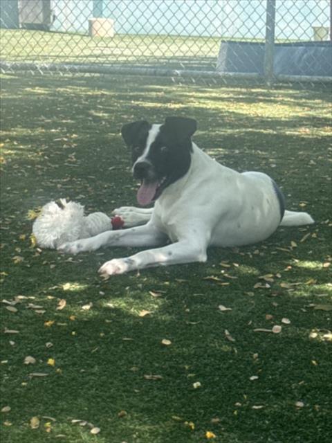 picture of the dog needing adoption