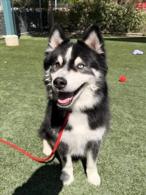Reseda - Siberian Husky