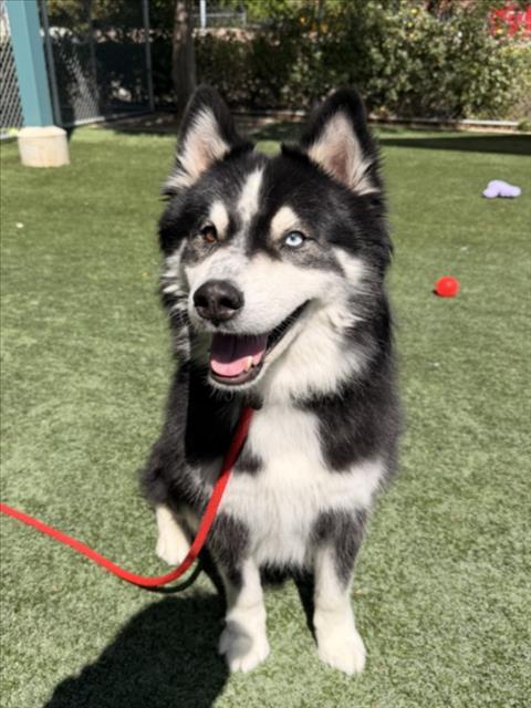 picture of the dog needing adoption