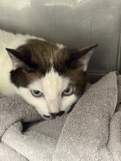 picture of the cat needing adoption