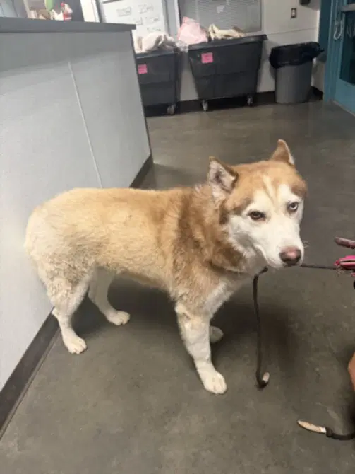 June - Siberian Husky