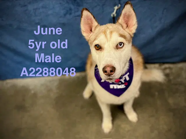 June - Siberian Husky
