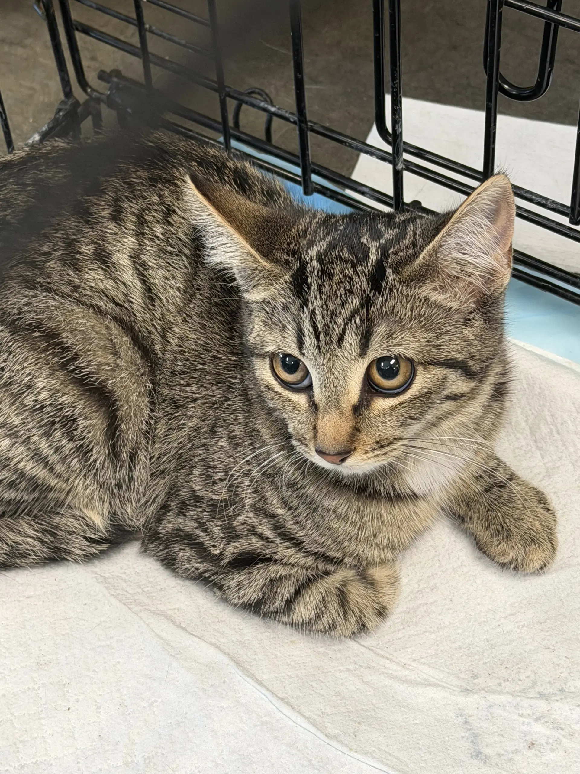 Peach - Domestic Short Hair