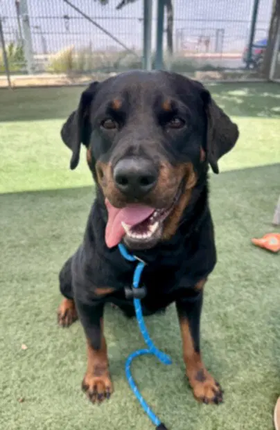 Lola - Rottweiler