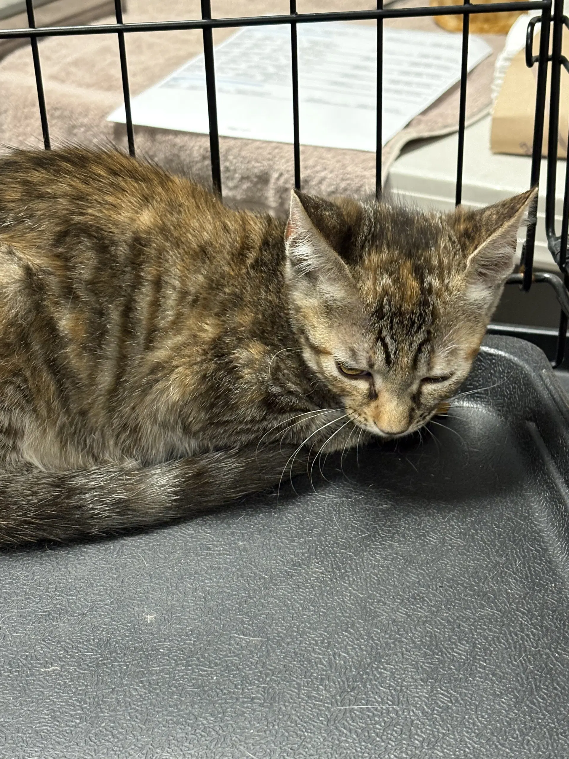 Lisa - Domestic Short Hair