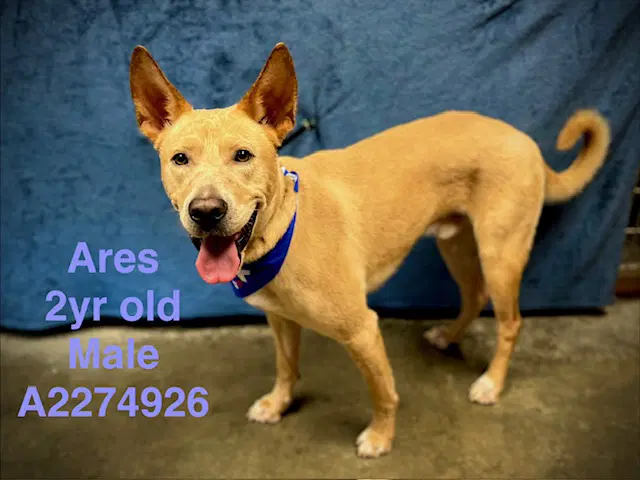 Ares - German Shepherd Dog