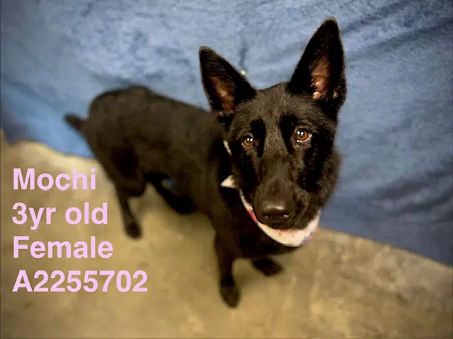 Mochi - German Shepherd Dog