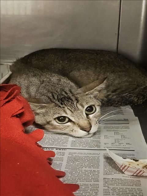 picture of the cat needing adoption