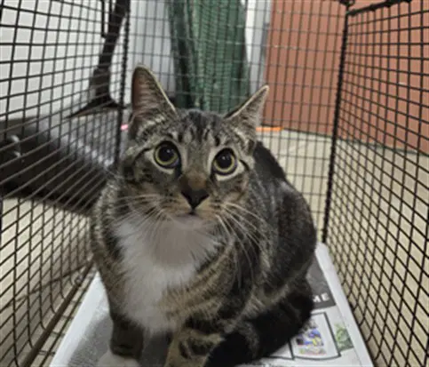 Celine - Domestic Short Hair