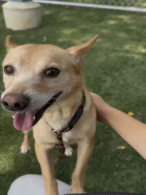 Maverick - Chihuahua
