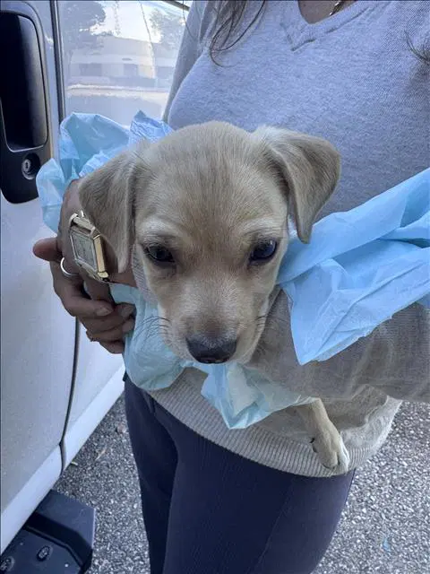 Augie - Labrador Retriever