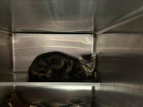 picture of the cat needing adoption