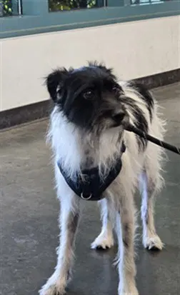 Benny - Wirehaired Fox Terrier
