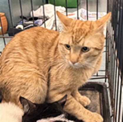 picture of the cat needing adoption