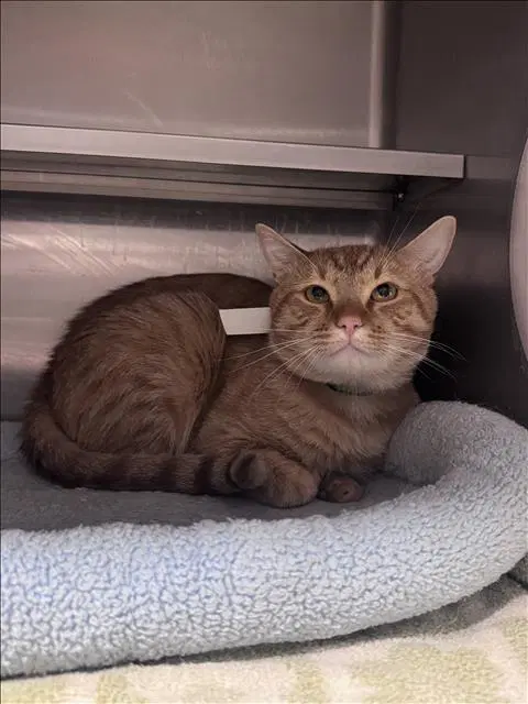Cream - Domestic Short Hair