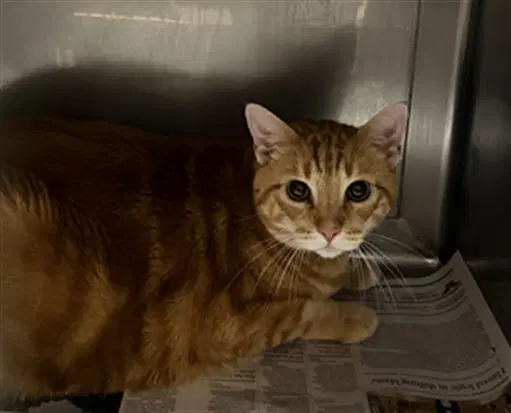 Alvin - Domestic Short Hair