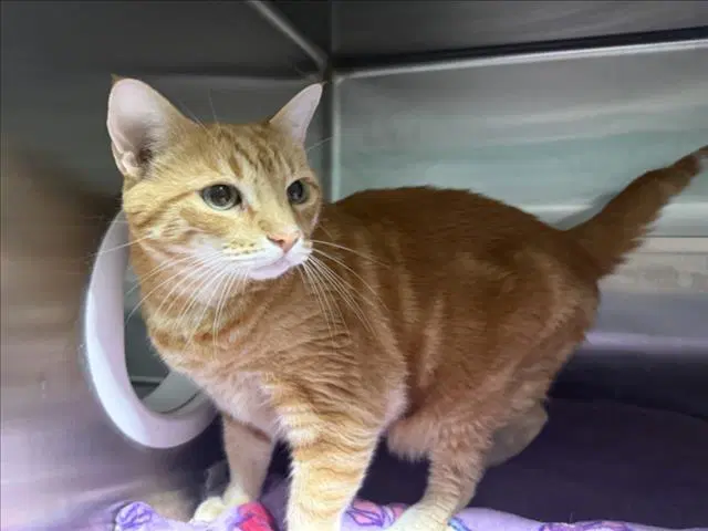 Alvin - Domestic Short Hair