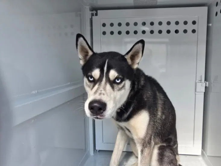 Count Chocula - Siberian Husky