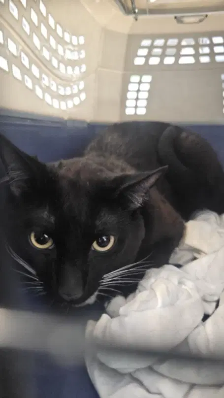 Tex - Domestic Short Hair