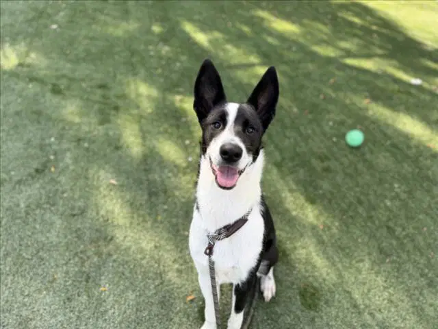 Cooper - Parson Russell Terrier