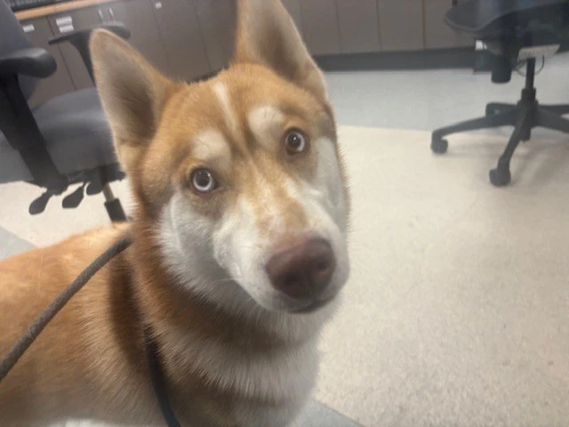 Milo