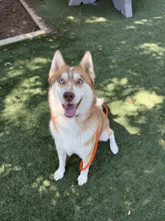 Milo - Shiba Inu