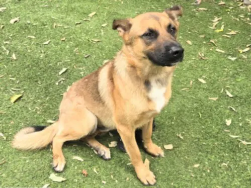 Woody - German Shepherd Dog