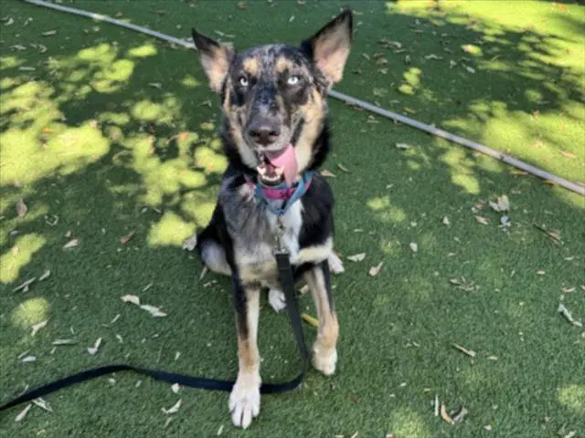 Cannon - Beauceron