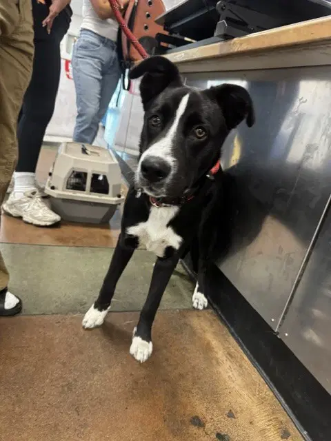 Bobby - Border Collie