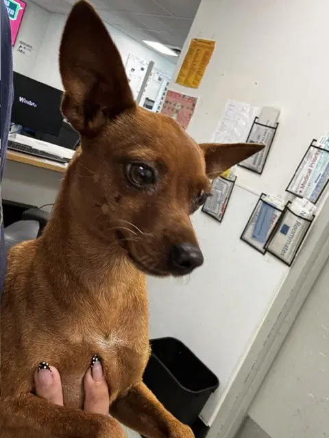 Scooby - Chihuahua