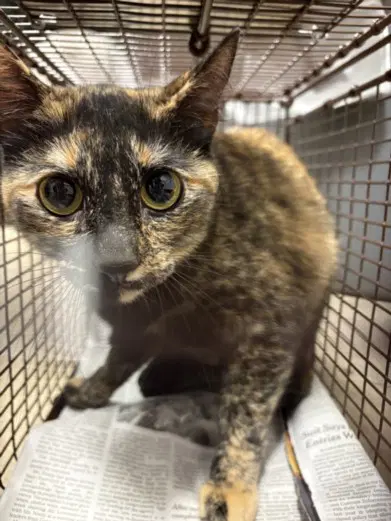 Kiwi - Domestic Short Hair