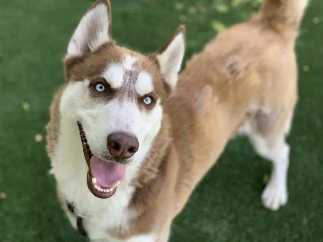 Haku - Siberian Husky