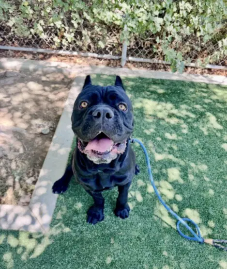 Hawk - Cane Corso Mastiff