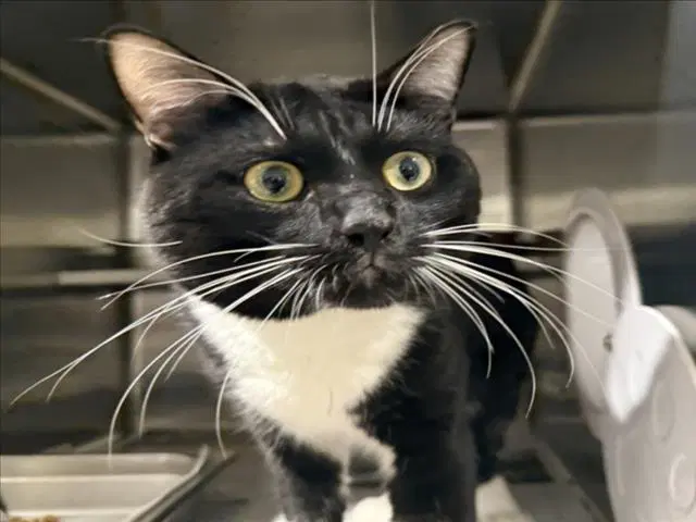 Benji - Domestic Short Hair