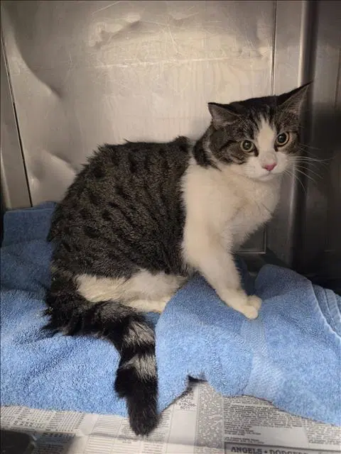 Jackson - Domestic Short Hair