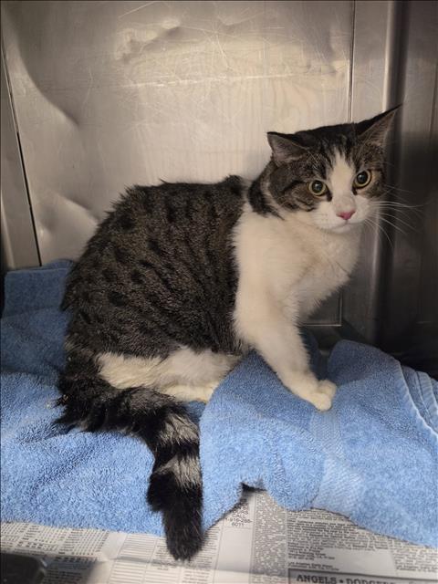 JACKSON, a cat for adoption from West Valley Animal Care and Control Center