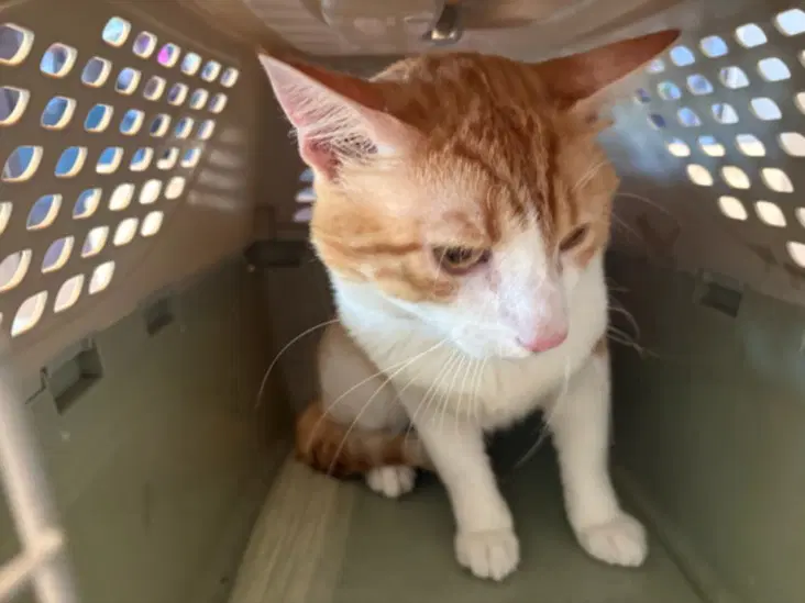 Merlin - Domestic Short Hair