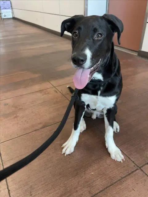 Snoopy - Labrador Retriever