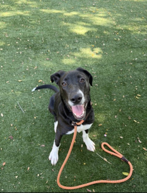 picture of the dog needing adoption