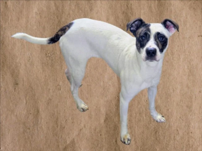 Pepino
