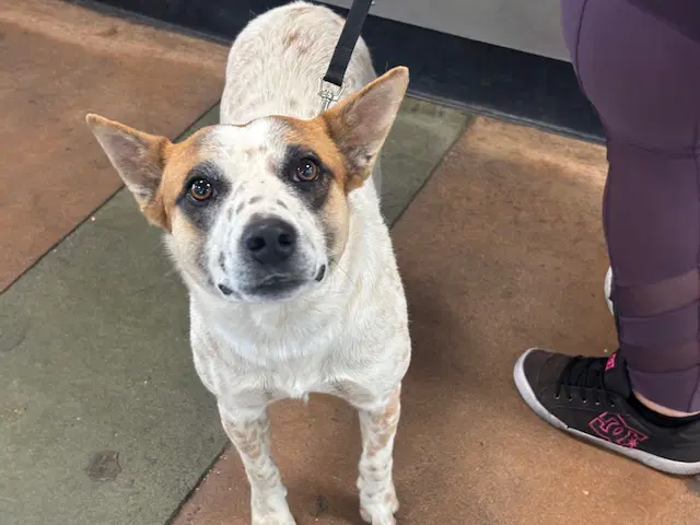 Luka - Australian Cattle Dog/Blue Heeler
