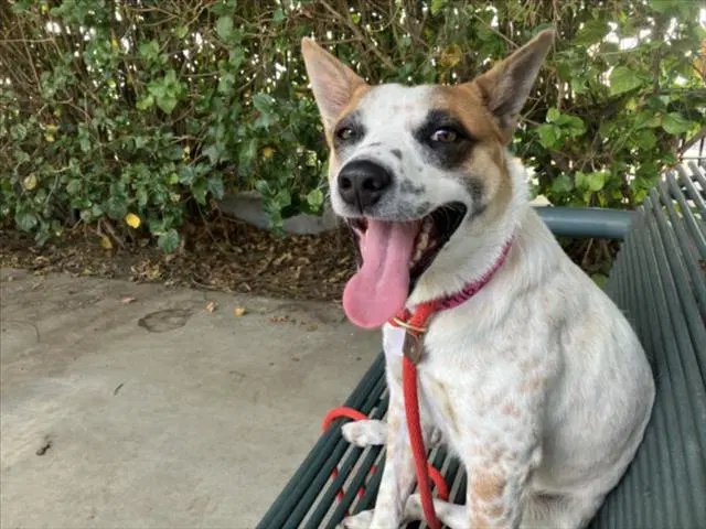 Luka - Australian Cattle Dog/Blue Heeler