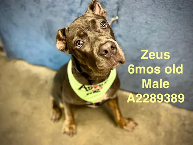 Zeus - Cane Corso Mastiff