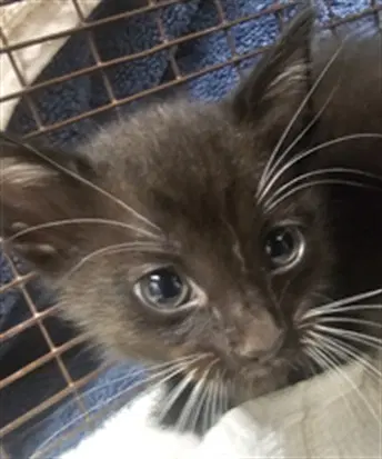 Panther - Domestic Short Hair